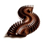 CentrodeMesaCentopeiaemFibradeCoco53106